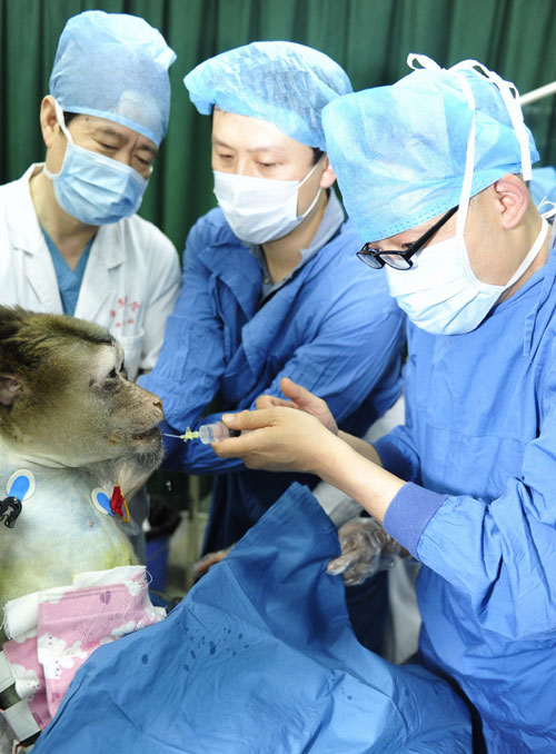 西京医院转动物异种异位脾窝辅助性肝移植再创奇迹