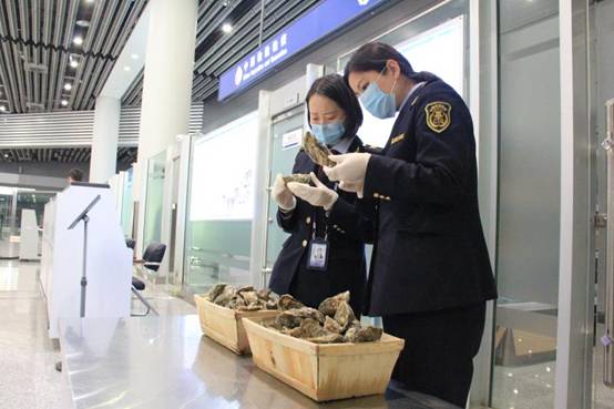 西安咸阳机场出入境检验检疫局首次截获大量生蚝